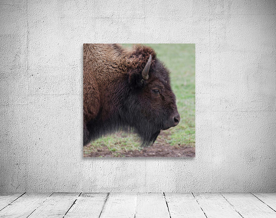 Bison profile Wall Preview