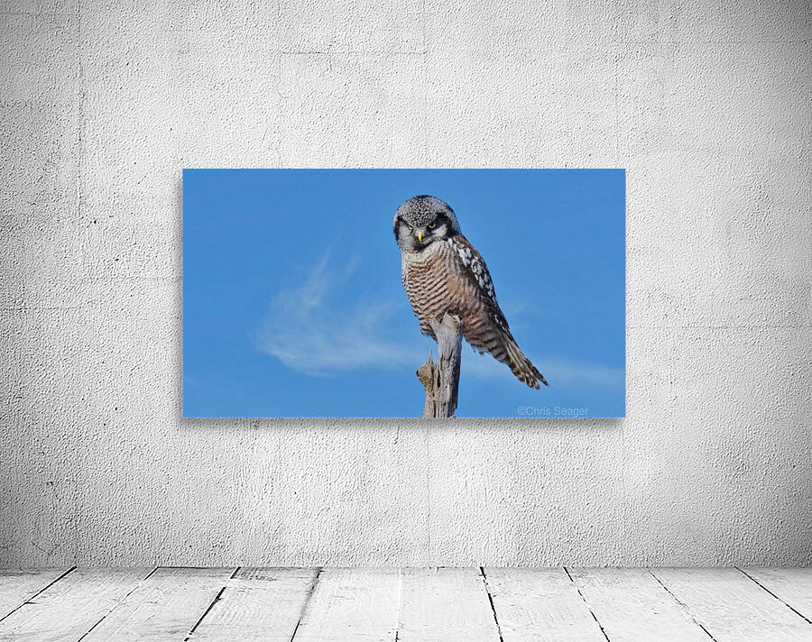 Hawk Owl Wall Preview