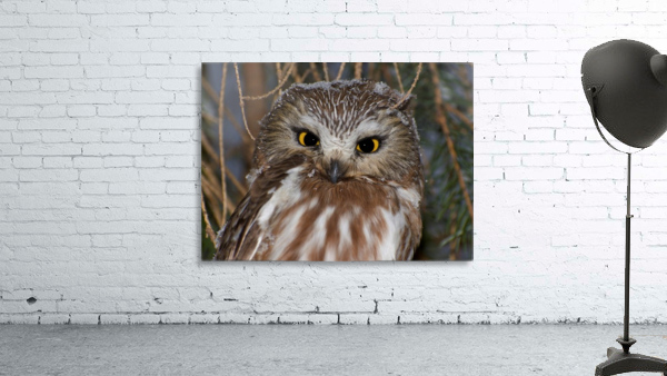 Saw-whet portrait Wall Preview