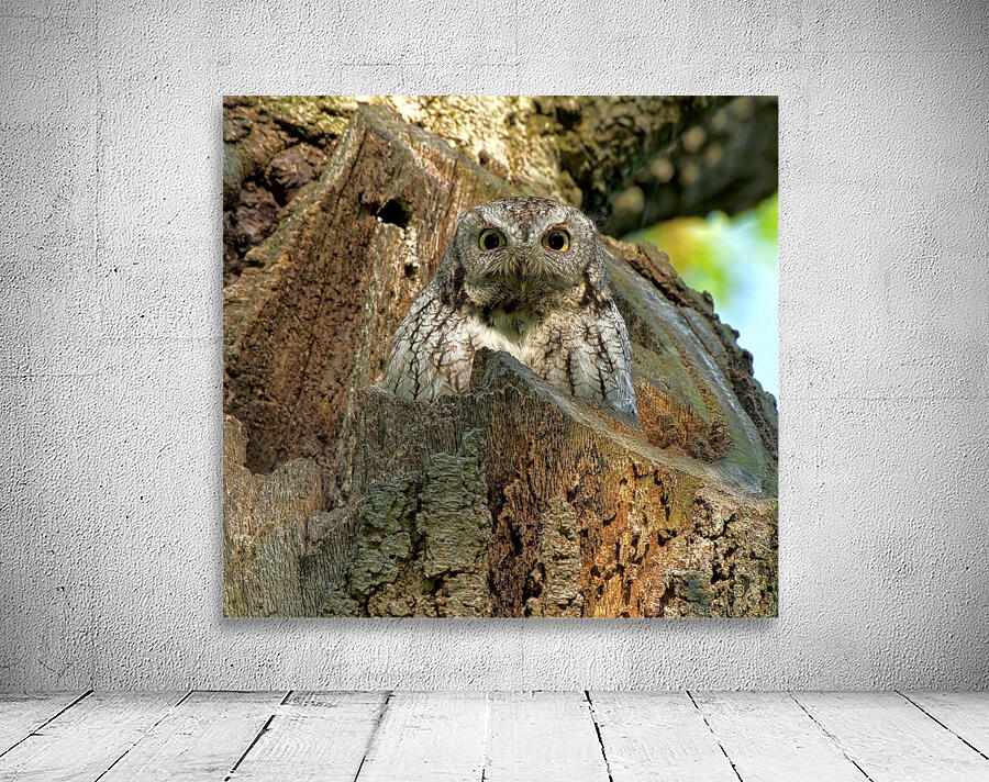 Screech Owl Wall Preview