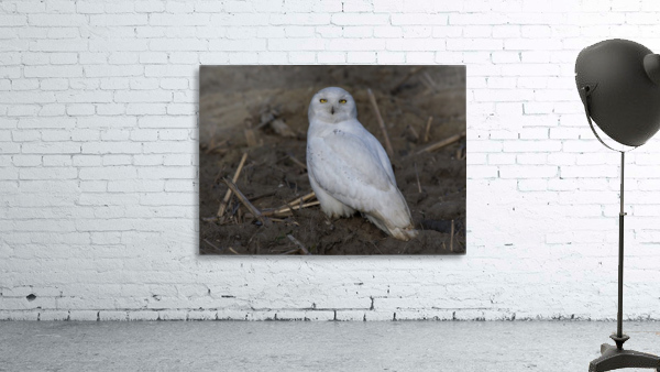 Snowy Owl Wall Preview