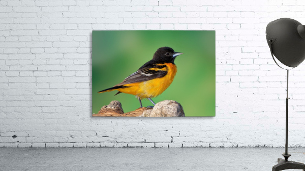 Baltimore Oriole portrait Wall Preview
