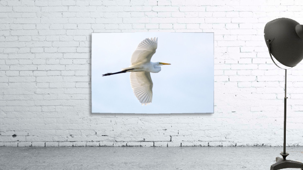 Great Egret Wall Preview