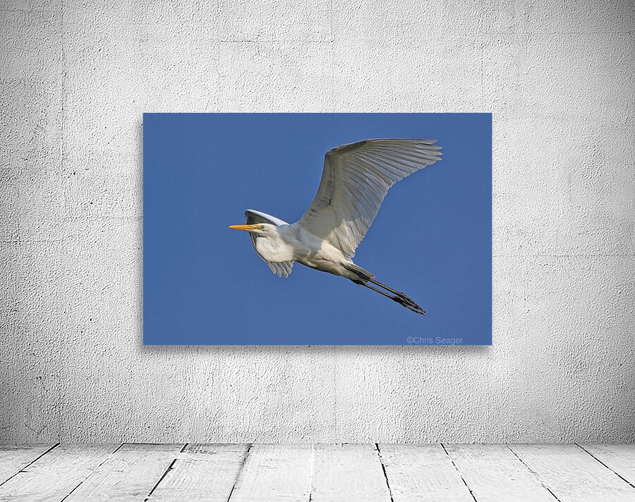 White on Blue Wall Preview