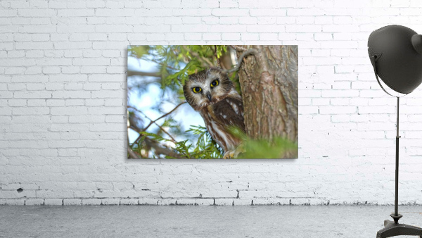 Saw whet Owl Wall Preview