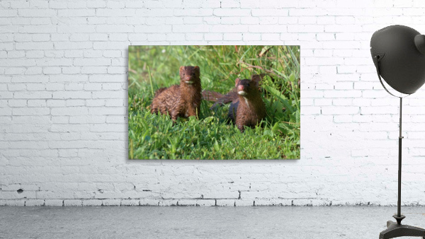American Minks Wall Preview