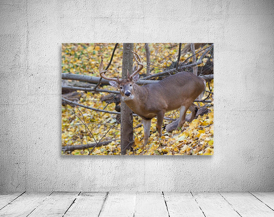 Buck in Rut Wall Preview
