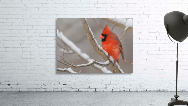 Cardinal in Snow Wall Preview