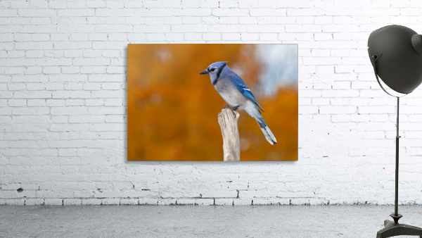 Blue on Orange Wall Preview