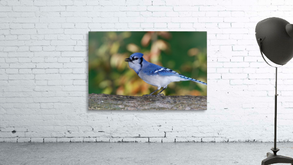 Blue Jay Wall Preview