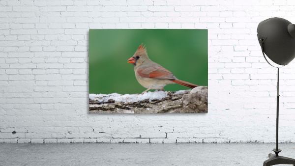 Northern Cardinal Wall Preview