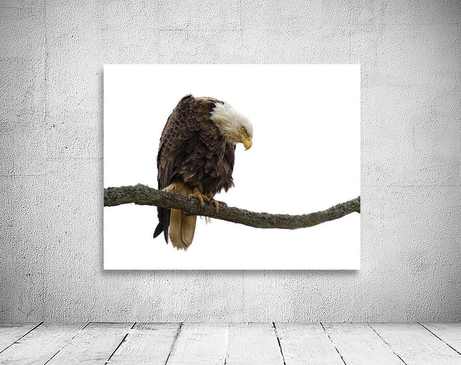 Bald Eagle Wall Preview