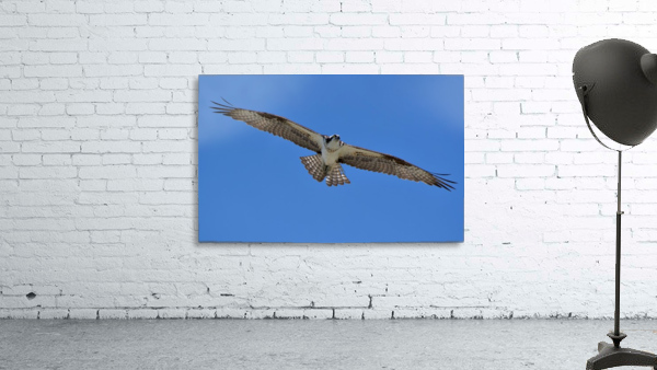 Osprey Flight Wall Preview