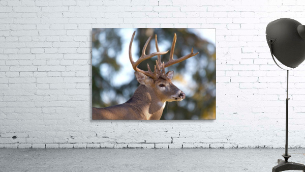 Buck Portrait Wall Preview