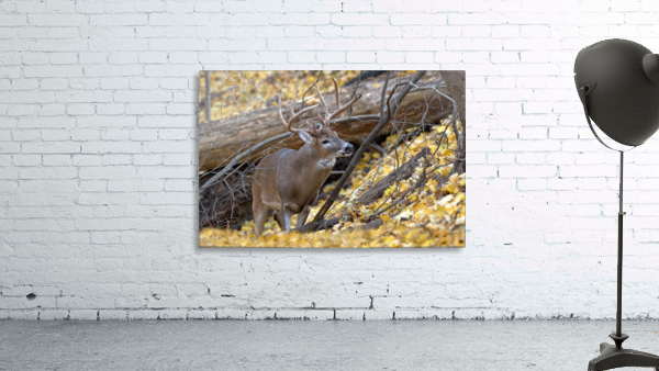 White Tail Buck Wall Preview
