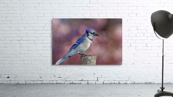 Blue on Pink Wall Preview