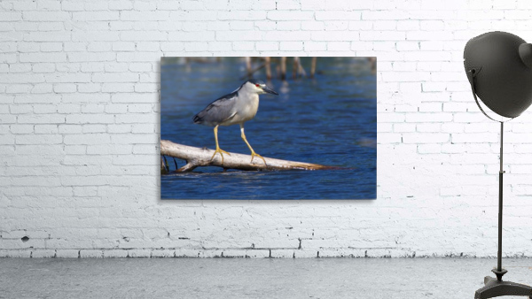 Balancing act Wall Preview