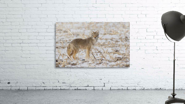 Coyote Wall Preview