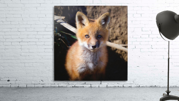 Red Fox portrait Wall Preview