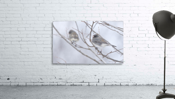 Double Junco Wall Preview