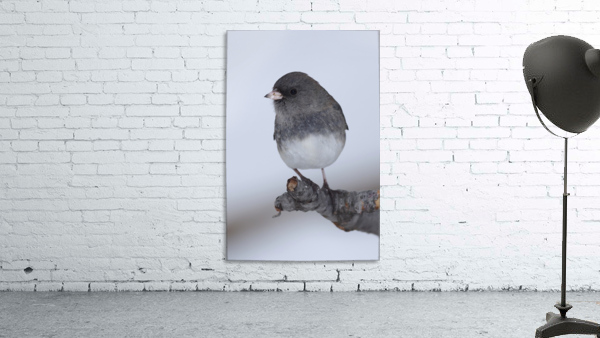 Dark eyed Junco Wall Preview