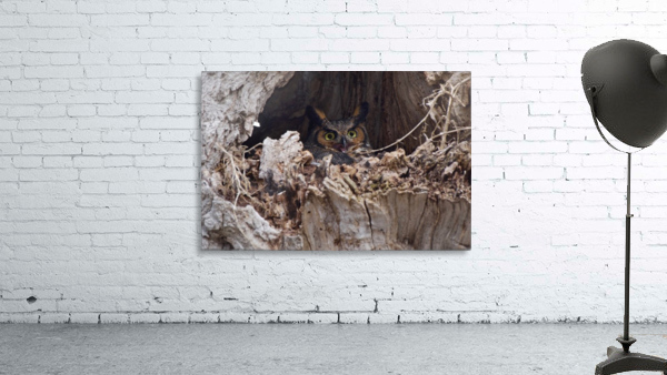 Owl in tree Wall Preview