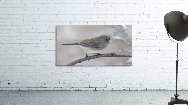 Junco Wall Preview