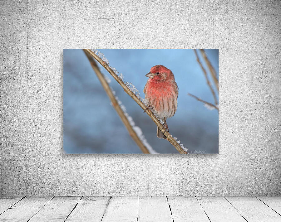 Finch Wall Preview