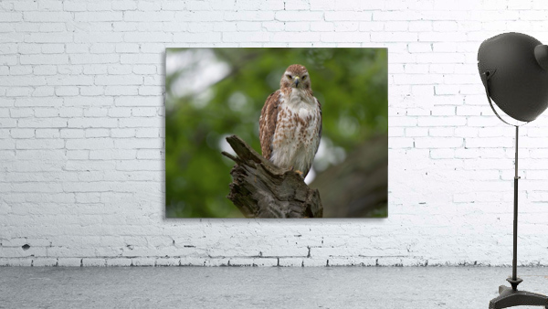 Red Tail Hawk Wall Preview