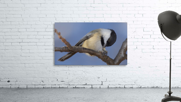 Black capped Chickadee Wall Preview