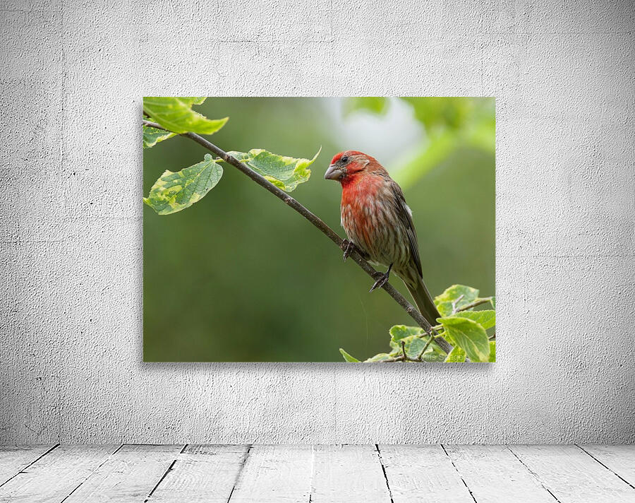 House Finch Wall Preview
