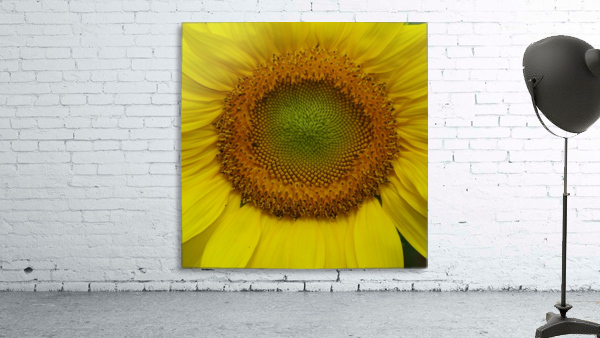 Sunflower Wall Preview