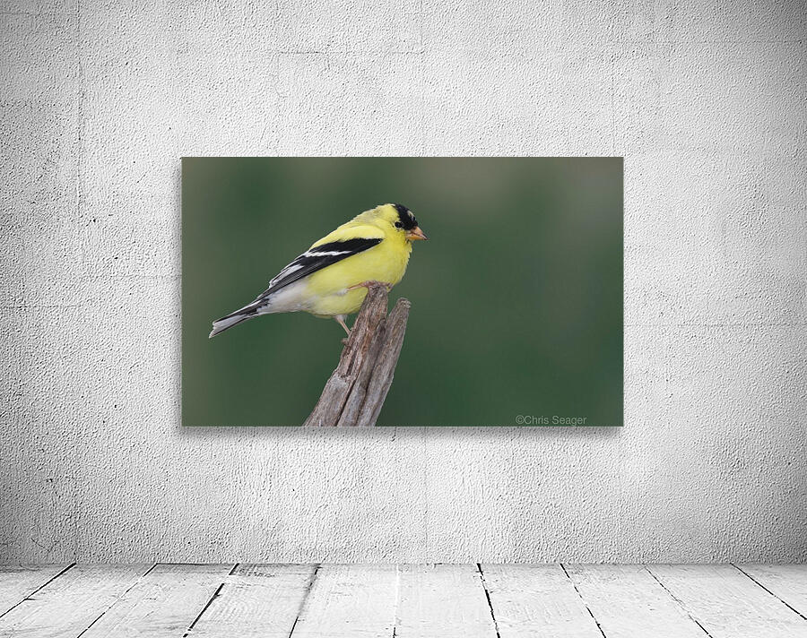 American Goldfinch Wall Preview