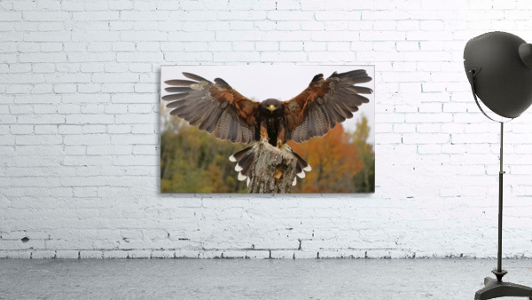 HarrisHawk Wall Preview