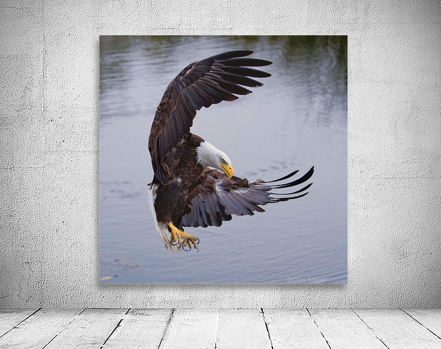 BaldEagleFlyby Wall Preview