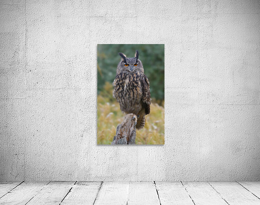 EagleOwl Wall Preview
