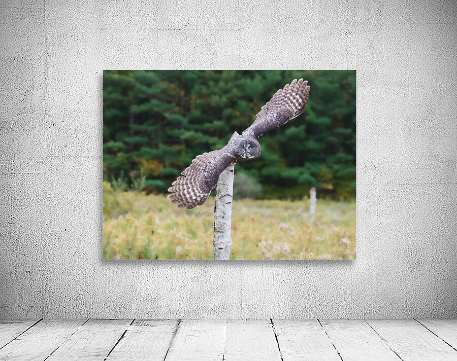 GreatGreyOwl Wall Preview