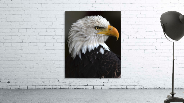 BaldEagleportrait Wall Preview