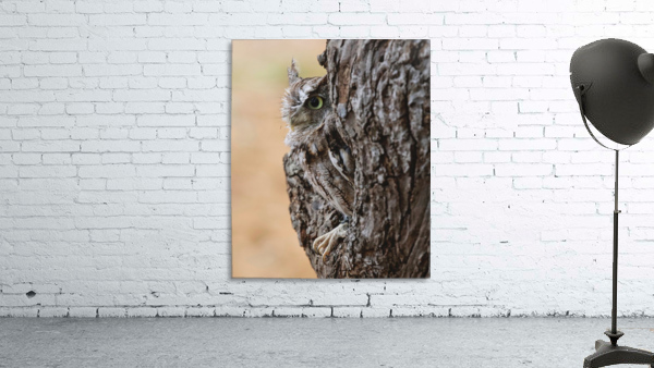 EasternScreechOwl Wall Preview
