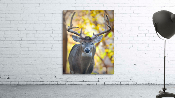 WhiteTailBuck Aperçu sur mur