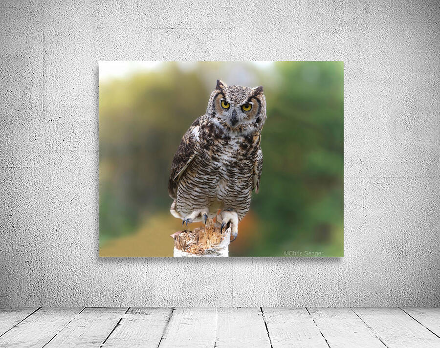 GreatHornedOwl Wall Preview