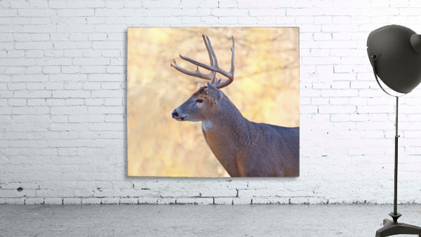 AutumnBuck Wall Preview