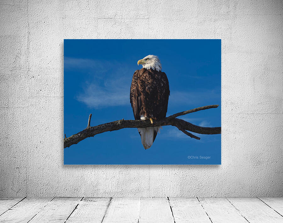 Solitary Eagle Wall Preview