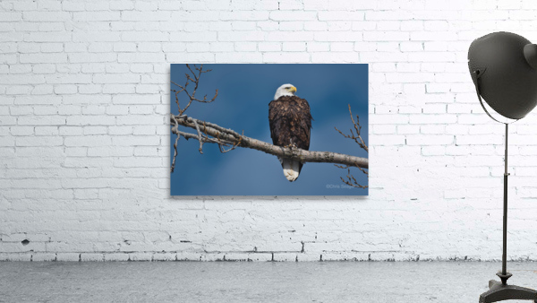 Eagle sky Wall Preview