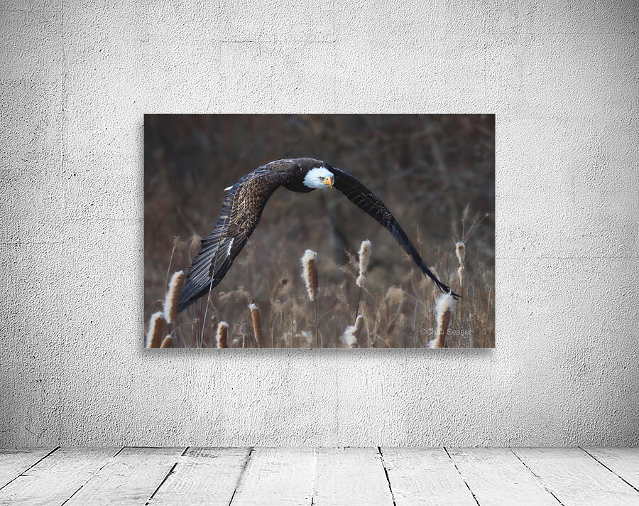 Bald Eagle Low Rider Wall Preview