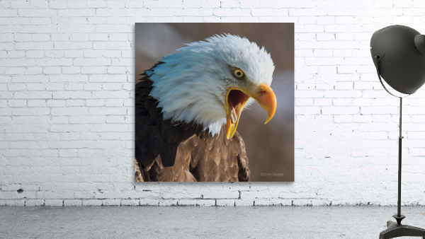 Eagle Scream Wall Preview