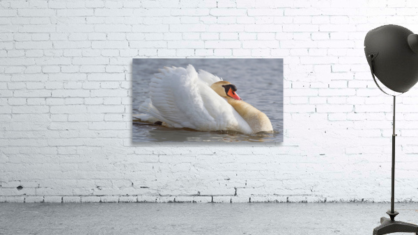 Aggressive Swan Wall Preview