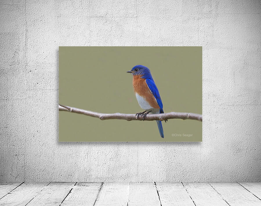 Eastern Bluebird Wall Preview