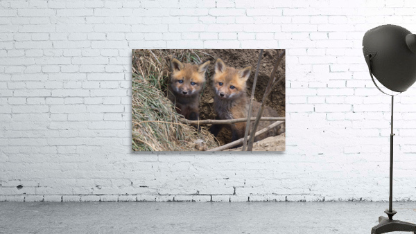 Fox Kits Wall Preview