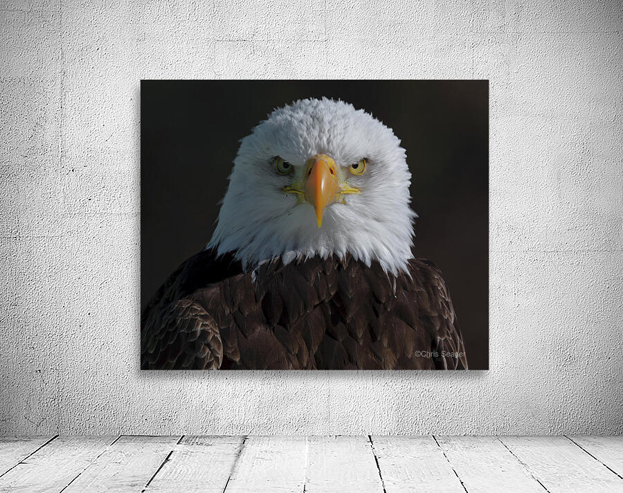 Eagle Stare Wall Preview